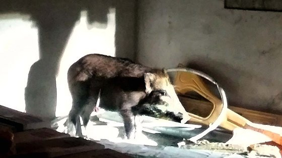 대전 서구 둔산동 샘머리아파트 인근에 나타난 멧돼지. 연합뉴스