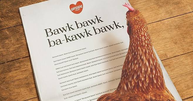 배양육 닭고기는 닭을 도축장에서 구해줄 수 있을까? “복 복 바-곡 복” 업사이드푸드는 배양육 승인이라는 희소식을 담은 편지를 닭이 읽고 있는 장면이라며 이 그림을 소개했다. 업사이드푸드 제공