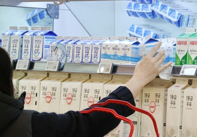 서울의 한 대형마트에서 소비자가 매일우유를 고르고 있다. /사진= 연합뉴스