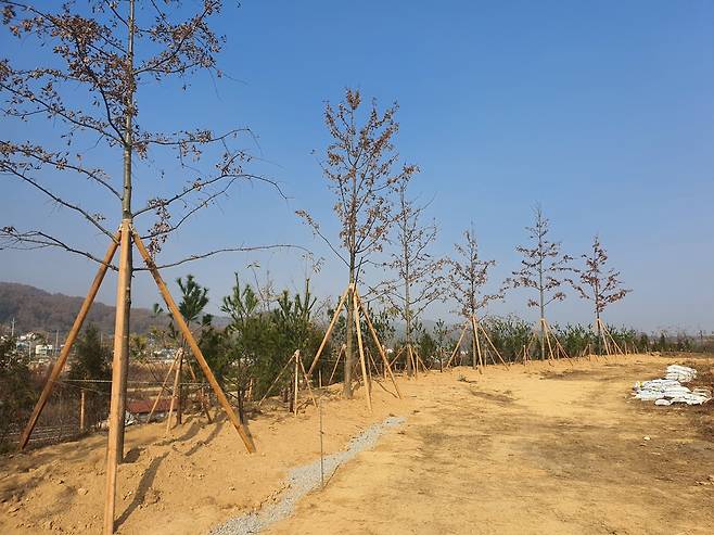 오송산단 미세먼지 차단 숲 [청주시 제공. 재판매 및 DB 금지]