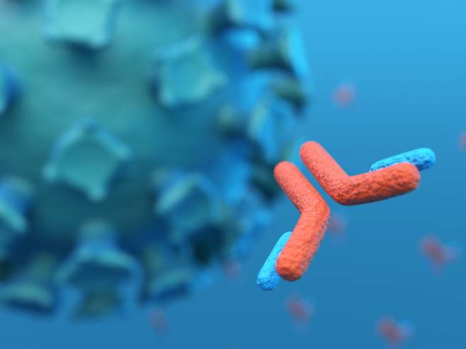 단일클론 항체는 바이러스를 인지하고 싸우는 천연항체를 모방해 실험실에서 만들어진다. [사진= 게티이미지뱅크]