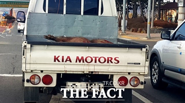 경북 안동에서 포획된 야생 멧돼지가 차에 실려가고 있다. 기사와 관련 없는 사진 /안동=이민 기자