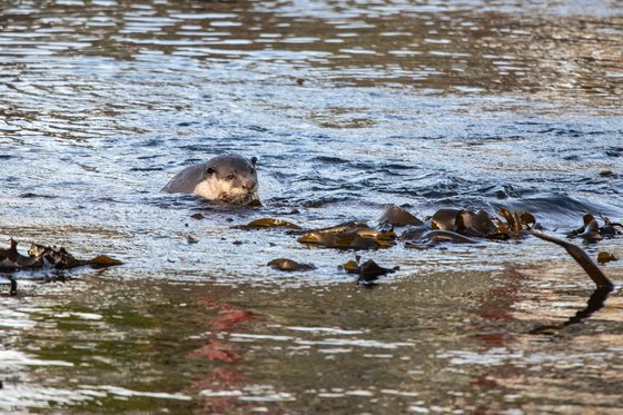 해달(sea otter). 신화=연합뉴스