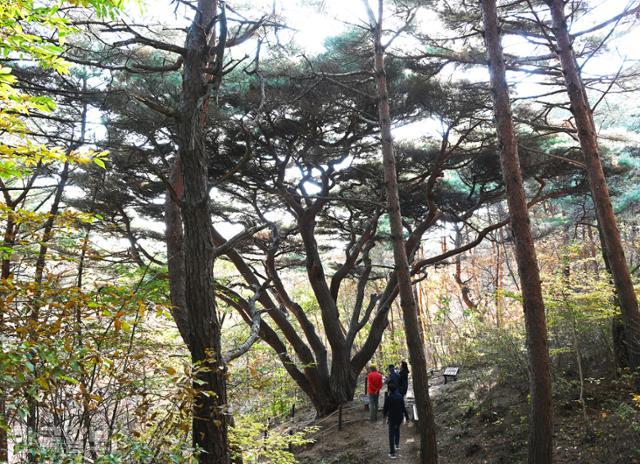 웅도 반송. 밑동에서부터 아홉 갈래로 뻗어 있다.