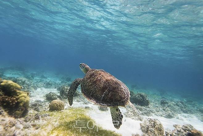 보홀 발리카삭 /사진-필리핀관광부