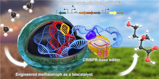 합성생물학 고효율 편집기술을 구축하고 이를 메탄영양세균에 적용해 메탄을 유용 산물인 메발론산으로 전환하는 모식도