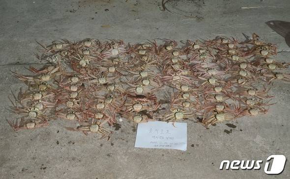 불법 포획한 암컷대게.(울진해양경찰서 제공)2022.11.25/뉴스1