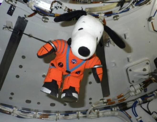 미국항공우주국(NASA)의 오리온 우주선에 탑승한 스누피. 스누피는 우주선이 무중력 상태에 도달할 때 공중에 떠오르는 '무중력 지표'(Zero-Gravity Indicator)로 활용된다. / 사진제공=미국항공우주국(NASA)