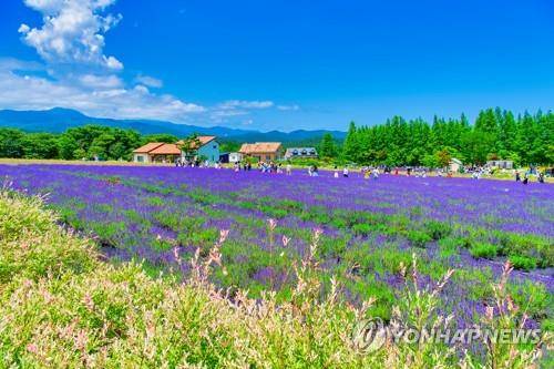 만개한 라벤더 [고성군 제공.재판매 및 DB금지]