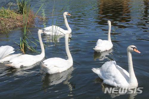 【안동=뉴시스】김진호 기자 = 경북 안동시 남후면 백조공원이 내달 1일부터 시민들에게 개방된다. 또 탈춤공원 앞 낙동강변 방사장에는 백조가 방사된다. 백조공원에서 백조들이 한가롭게 유영하고 있다. 2018.05.30 (사진=안동시 제공) photo@newsis.com