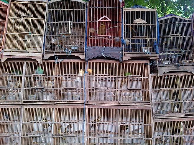인도네시아 자카르타 시장에서는 멸종위기종 명금류가 인기 애완동물로 불법 거래된다. Kanitha Krishnasamy 제공