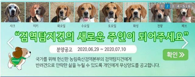 2020년 6월 은퇴 검역 탐지견의 분양 공고. 하지만 5마리는 건강상의 문제로 결국 세상 밖으로 나오지 못했다. 비글구조네트워크 제공