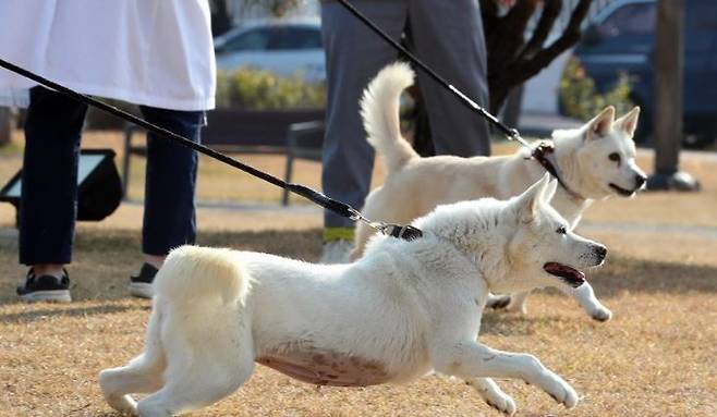 문재인 전 대통령이 기르다 정부에 반환한 풍산개 두 마리, 곰이(암컷·앞쪽)와 송강(수컷·뒤쪽)이 10일 오후 대구 북구 경북대학교 수의과대학 부속 동물병원 앞뜰에서 산책하고 있다. / 사진=연합뉴스