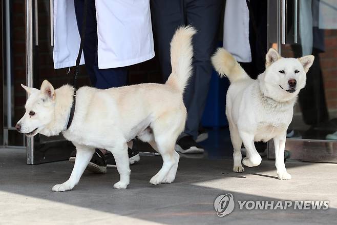 경북대 동물병원서 지내는 풍산개 '곰이'·'송강' (대구=연합뉴스) 김현태 기자 = 문재인 전 대통령이 기르다 정부에 반환한 풍산개 두 마리, 곰이(암컷·오른쪽)와 송강(수컷·왼쪽)이 2022년 11월 10일 오후 대구 북구 경북대학교 수의과대학 부속 동물병원 앞뜰에서 산책하고 있는 모습.