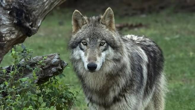 미국 옐로스톤 국립공원의 회색늑대. 1990년대부터 늑대 복원 프로젝트가 추진되면서  전체 생태계도 살아났다./미국 국립공원 관리청
