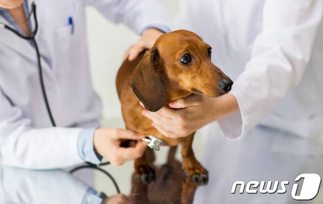 동물병원에서 진료 받는 강아지(이미지투데이) /뉴스1