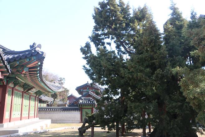 창덕궁 향나무. 추정 수령 750년인 천연기념물이다.