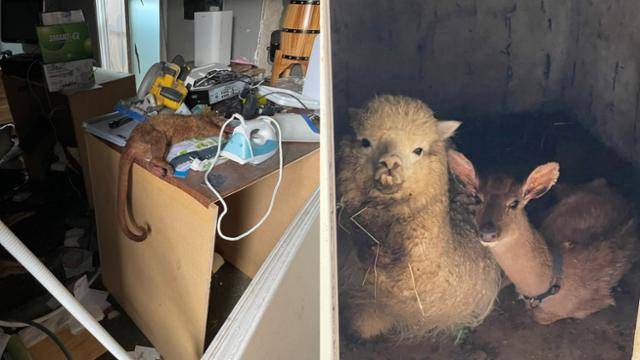 서울 한 야생동물카페에서 관리 소홀에 따른 물림사고로 죽은 킨카주(왼쪽 사진)와 열악한 상태에서 길러지고 있는 양과 사슴. 동물자유연대 제공