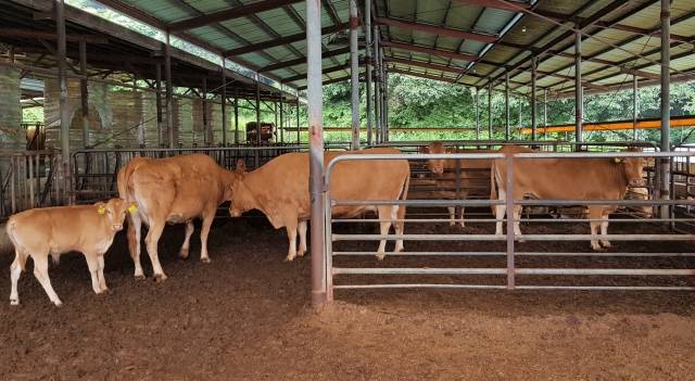 녹색축산 육성기금- 한우 축사. 전남도 제공