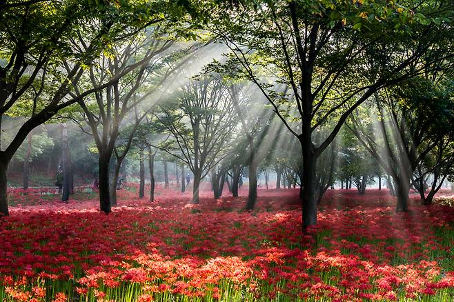 영광 불갑사관광지. (사진=한국관광공사 제공) photo@newsis.com  *재판매 및 DB 금지