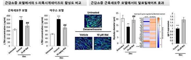 근감소증에 효과 약물 발견. 광주과학기술원(GIST) 제공