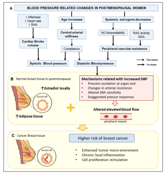 서울대 의대 강대희 연구팀이 제시한 노화와 완경 여부, 고혈압 각각이 유방암 발병 에 미치는 영향. [자료=사이언티픽 리포트]