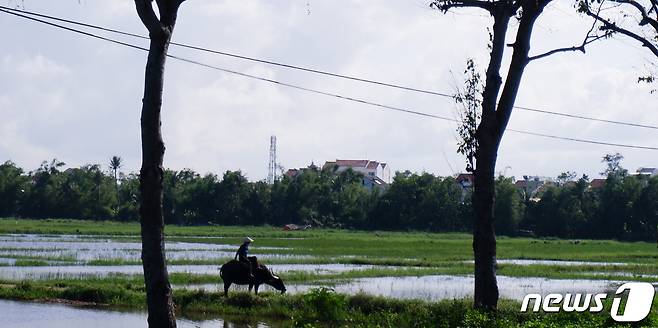짜꿰 채소마을의 물소ⓒ News1