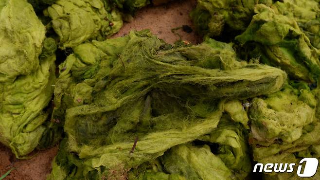 천연 비료로 사용하는 석호에서 채취한 조류ⓒ News1