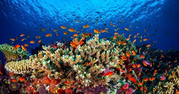 오스트레일리아 동북쪽 바다의 ‘그레이트배리어 산호초. 제임스쿡 대학에서 2016년 5월 19일 촬영했다. AFP 연합뉴스
