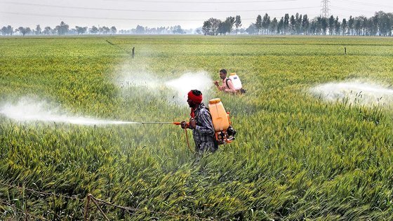 지난해 3월 인도 펀자브주 모가 지역의 라니쉬 칼란 마을에서 노동자들이 밀밭에 살충제를 살포하고 있다. (본 기사 내용과 직접 관련이 없음)AP=연합뉴스