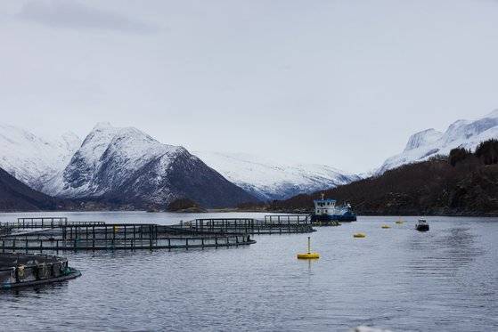 연어의 밀도와 사료 성분, 질병 여부 등을 누구나 확인할 수 있도록 투명하게 관리하는 노르웨이 연어 양식장. 사진 노르웨이수산물위원회