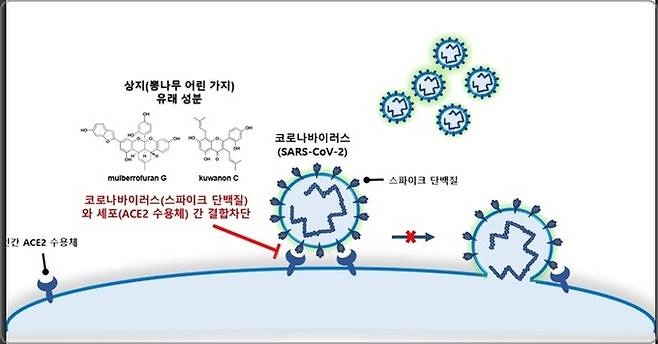 한약재인 상지(뽕나무 어린 가지)가 코로나바이러스 감염을 효과적으로 억제하는 모식도. 한국한의학연구원 제공