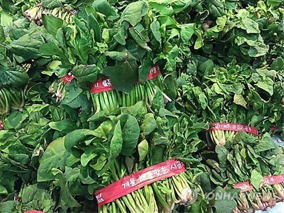 비타민K1 식품 시금치 [촬영: 이충원]