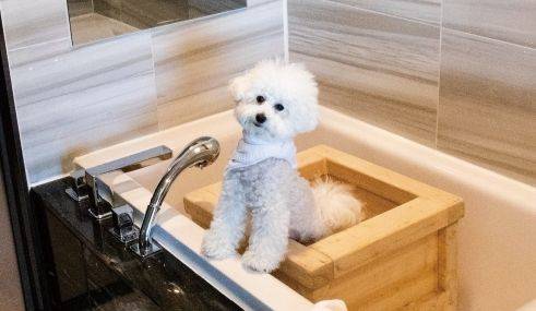 반려동물 산업에 디지털 접목 가속화된다