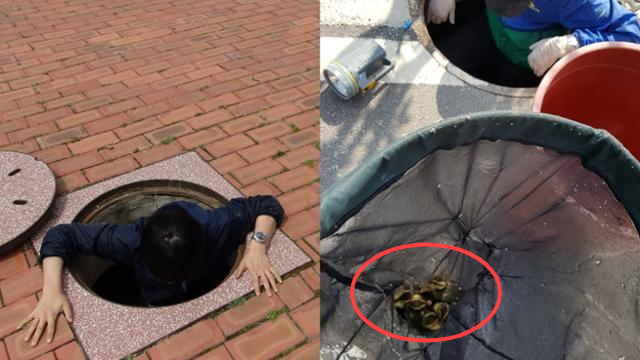 김봉균 충남야생동물구조센터 재활관리사가 집수정에 빠져 고립된 흰뺨검둥오리 새끼들을 구조하고 있다(왼쪽 사진). 오른쪽 사진은 구조된 흰뺨검둥오리 새끼들. 충남야생동물구조센터 제공