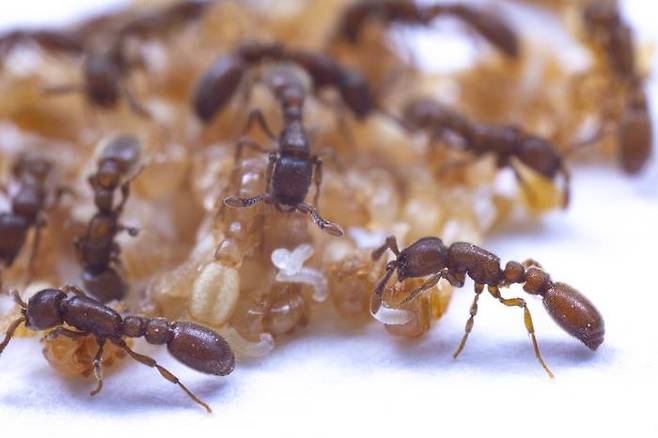 개미 성체와 번데기, 애벌레.  [Daniel Kronauer 제공/ 재판매 및 DB 금지] photo@yna.co.kr