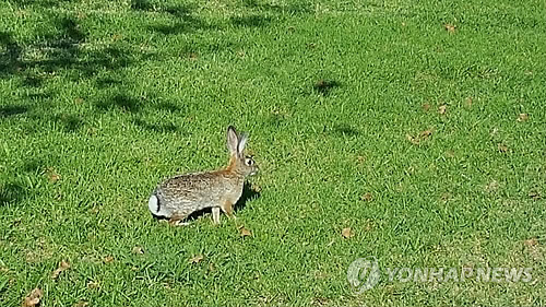 풀밭의 토끼 사진 (※사진은 기사와 직접적 관련 없음) [연합뉴스 자료사진. 재판매 및 DB 금지]