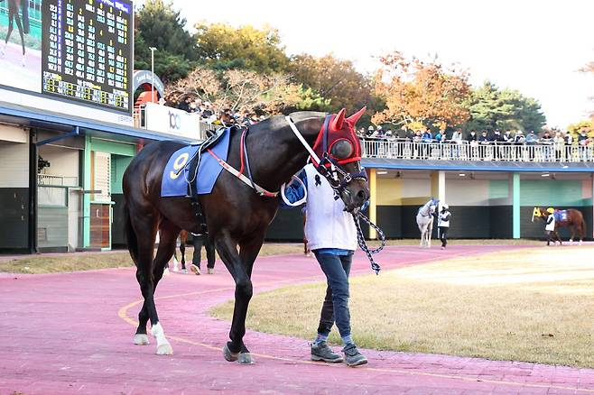 선드래곤. 사진제공=한국마사회