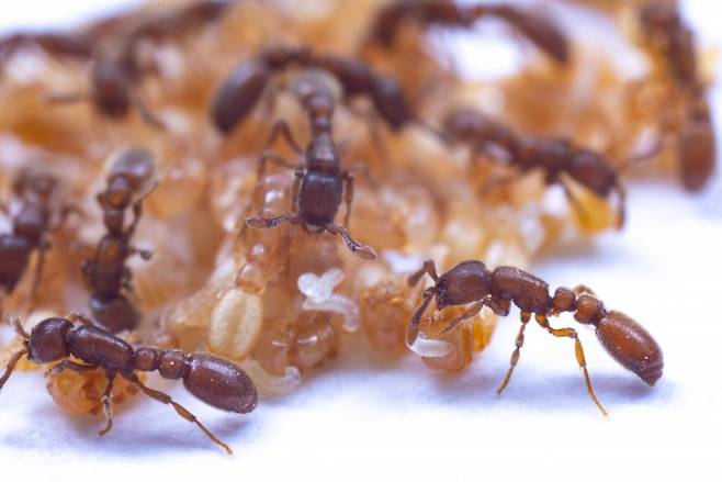 일개미는 유충을 번데기 위로 옮겨 분비물을 섭취할 수 있도록 돕는다. 미국 록펠러대 연구팀은 개미 번데기에서 영양분이 들어있는 분비물이 나온다는 사실을 발견했다. 대니얼 크로나워 제공