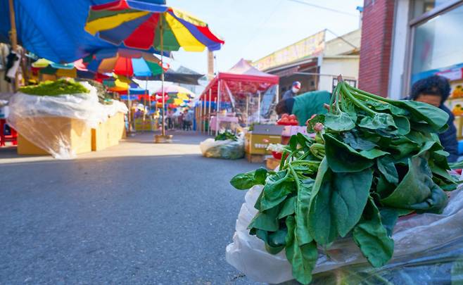 찬서리 맞아 비로소 제맛 시금치