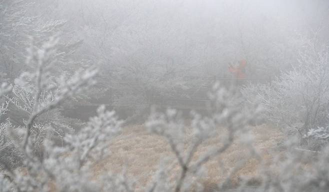 지난 30일 오전 제주도 산지에 눈이 내려 한라산 1100고지 습지에 눈꽃이 피었다 / 사진 = 연합뉴스