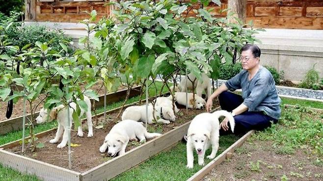 문재인 전 대통령과 풍산개들. 연합뉴스