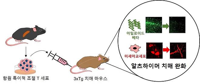 특이조절T세포 이용한 알츠하이머 치료 원리 - 항원 특이적 조절 T세포를 치매 마우스에 주입하면, 병변부위인 뇌로 이동하여, 미세아교세포의 활성을 억제하고 아밀로이드 베타를 감소시켜 치매 병증을 완화시킨다.경희대 제공