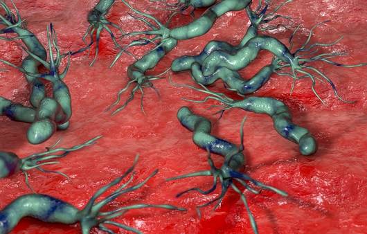 헬리코박터 파일로리균ㅣ출처: 게티이미지 뱅크