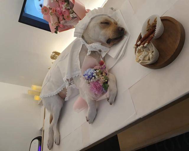 지난달 17일 꽃담이 장례식이 열렸다. 꽃담이 퍼피워커 제공