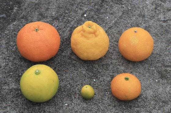 감귤은 품종마다 색도 모양도 다르다. 왼쪽 시계방향으로 레드향·한라봉·황금향·온주감귤·금귤·하귤. 중앙일보 DB.
