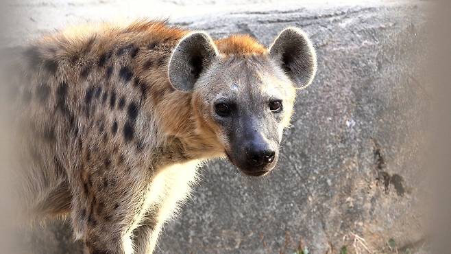 점박이 하이에나 둠바(수컷)가 카메라를 쳐다보고 있다. 왕준열PD