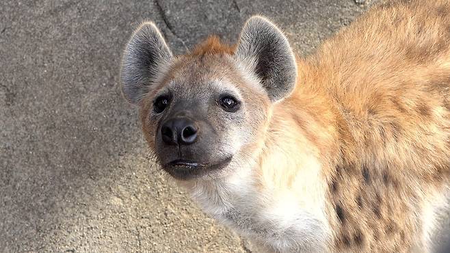 점박이 하이에나 움바(암컷). 왕준열PD