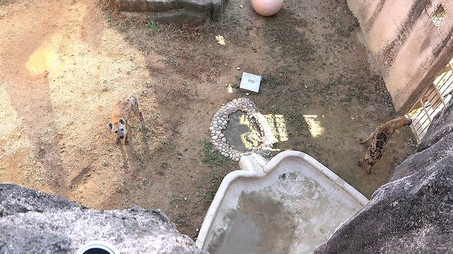 점박이 하이에나 움바(왼쪽), 둠바(오른쪽). 이수빈PD