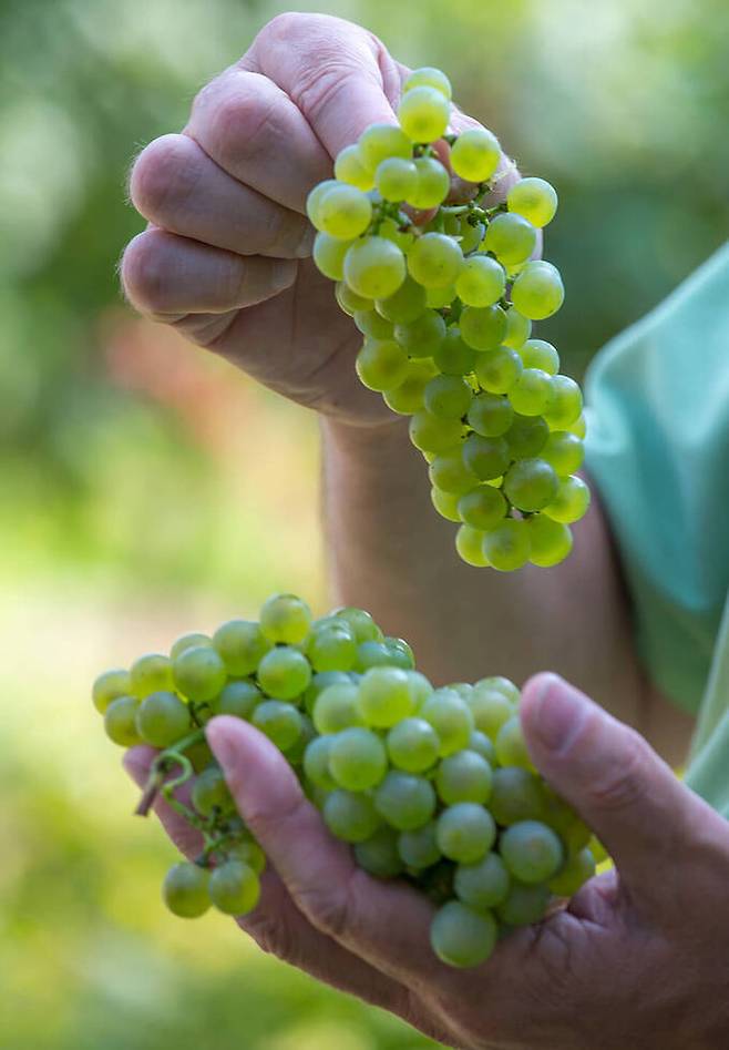 피노 비앙코 포도.